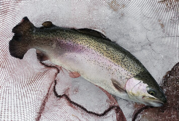 caught fish rainbow trout in a fishing net in the snow