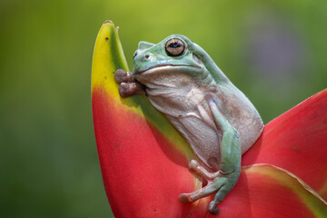 Dumpy frog, green tree frog