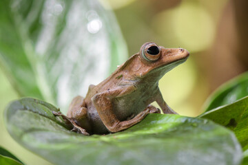 Polypedates otylophus, eared tree frog on the leaf