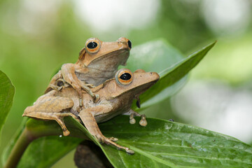 Polypedates otylophus, eared tree frog on the leaf