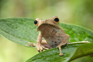 Polypedates otylophus, eared tree frog on the leaf