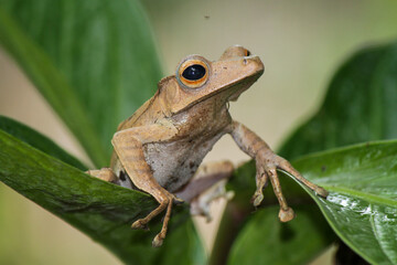Polypedates otylophus, eared tree frog on the leaf