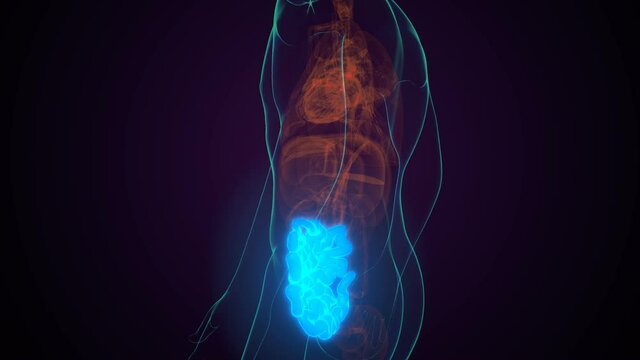Small Intestine 3D Illustration Human Digestive System