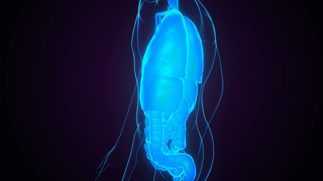 3d illustration of human digestive system anatomy .