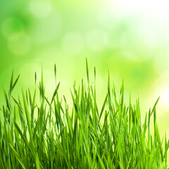 Fototapeta na wymiar Natural background with spring green grass