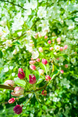 White and pink blooming apple trees in spring sunny day. The freshness of spring.