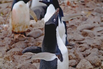 The Adelie  penguin's beak stretches upward and its wings stretched backward.