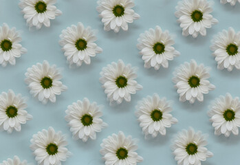 Blooming white daisies arranged in a row on a delicate blue background.