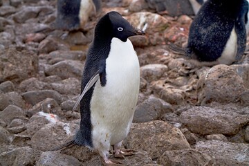 Fototapeta premium This Adelie penguin is standing on the pile of rocks, its eyes looking towards the camera.