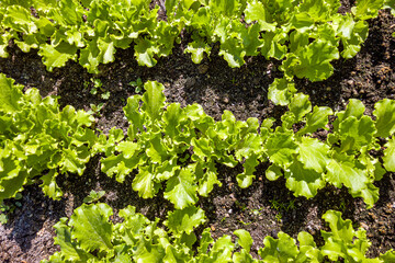 Fresh young leaves and sprouts of green salad. Lettuce growing in the garden.  Agricultural work on the cultivation of salad lettuce. Plant growing on soil. Eco earth day concept.