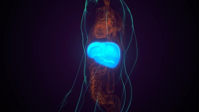 liver 3d illustration human digestive system anatomy