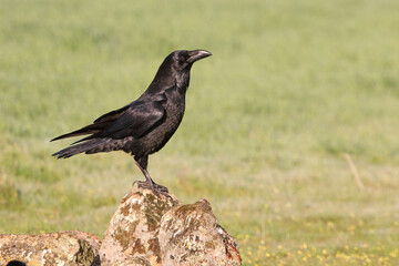Obraz premium Common raven with the first light of dawn