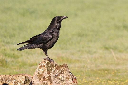Common raven with the first light of dawn