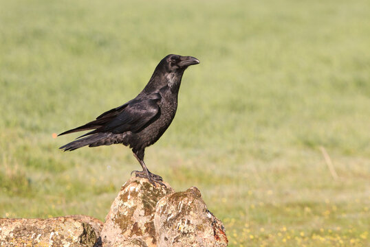 Common raven with the first light of dawn