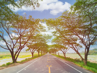 Fototapeta premium Empty highway road among rubber tree with sunbeam,empty way with copy space for background.