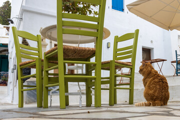 Katze wartet im leeren Restaurant in Pirgos auf der griechischen Kykladeninsel Tinos