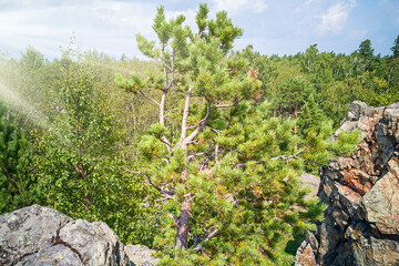 Beautiful mountains landscape with top of pine trees. Ural mountains.
