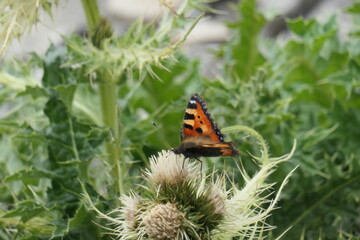 Tagpfauenauge auf Distelblüte