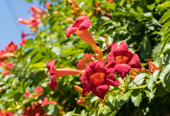 red flowers in garden