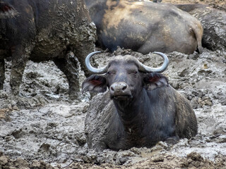 Obraz premium buffalo in the wild