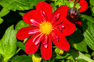 Dahlia 'Cascade Ken' a red yellow summer autumn double flower tuber plant, stock photo image