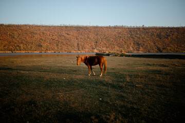 Horse gazing grass in the paddock