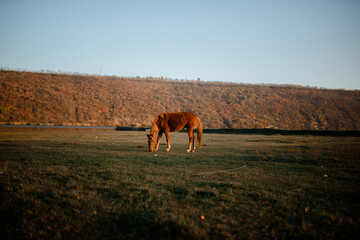 Horse gazing grass in the paddock