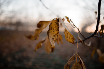 Rusty leaves swaying in the wind. Moldavian walnut orchard in the sunset.