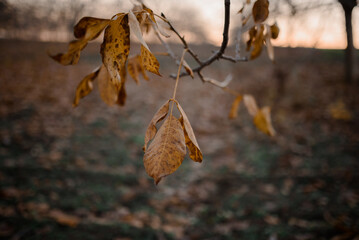 Rusty leaves swaying in the wind. Moldavian walnut orchard in the sunset.