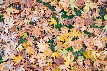 tremendous colors with autumn season plane and tree leaves