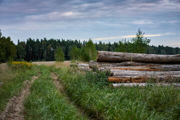Logs lie in the field against the background of the forest