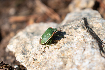 Insecto