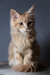 Beautiful portrait of a Maine Coon cat. A young kitten in a cream color on a blurred gray background