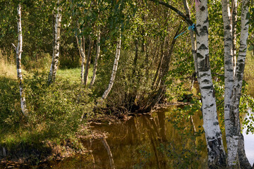 Forest lake with birches on the shore