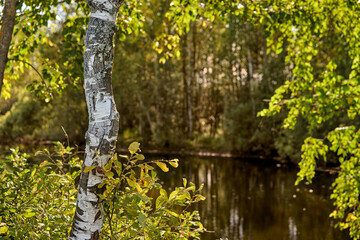 Fototapeta premium Birch on the background of a forest lake