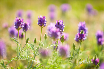 meadow with clover purple flowers growing in a sunny day