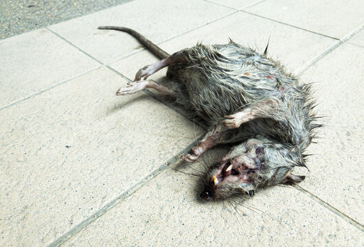 The carcasses of rats or animals that have died from illness are dangerous pathogens lying on the concrete dirty and contaminated carcasses.