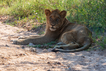 lion cub resting