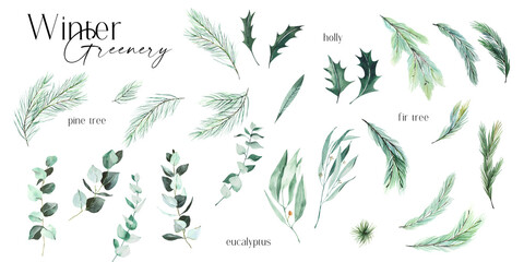 Watercolor winter greenery  - eucalyptus, holly, fir tree, pine tree brunches Isolated. Green leaves illustrations, winter design elements  for christmas greeting cards 