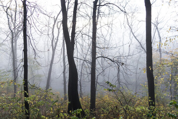 Obraz premium path in the park