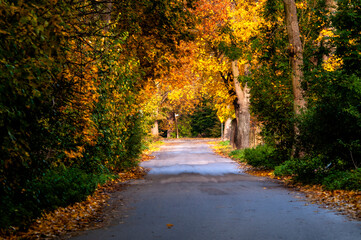 Obraz premium Autumn scenery landscape sesonal