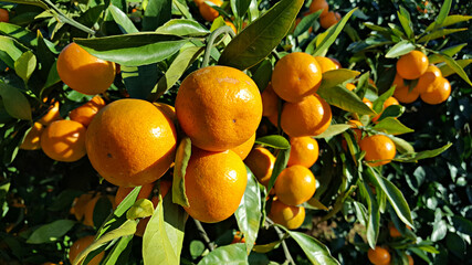 한국 제주도의 대표 과일 귤