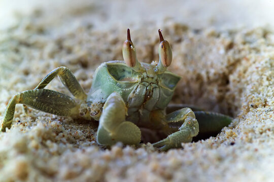 The crab crawls out of its hole and hides in the sand at the slightest danger.