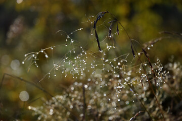 Autumn dew at the morning