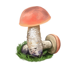 Leccinum Aurantiacum mushroom digital art illustration. Boletus Aurantiacus watercolor print. Krombholzia aurantiaca ingredient vegetarian food. Veggie drawing veggie fungi plant and green grass