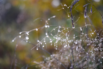 Autumn dew at the morning