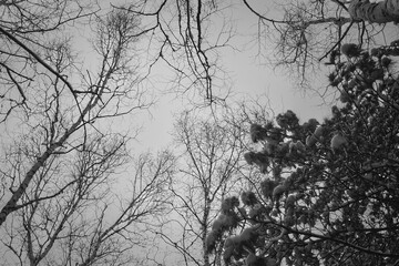 Silhouettes of trees in the sky. Cedar branches in the snow. Black and white photo.
