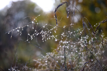 Autumn dew at the morning