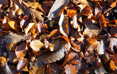 Autumn leaves red and orange color background. seasonal postcard. 
