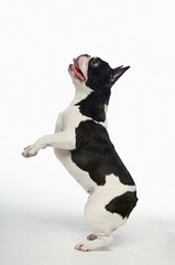 French Bulldog Standing On Hind Legs